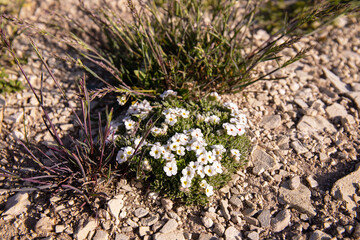 Small white flowers in the spring in the field.