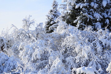 Winteridylle im Januar 2023 in Brandenburg