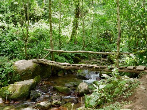 Wooden bridge in lush green Mtirala National Park, Georgia.