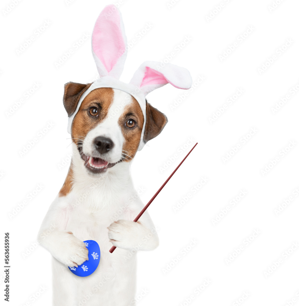 Poster jack russell terrier puppy wearing easter rabbits ears, holds painted egg in it paw and points away 