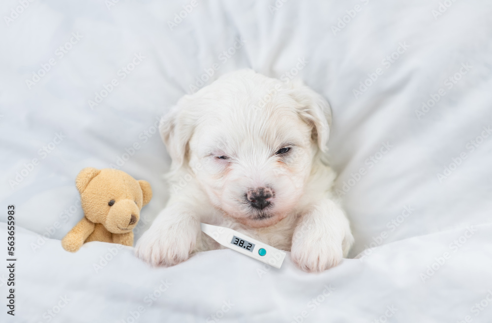Aufkleber tiny bichon frise puppy sleeps with toy bear and holds thermometer under it paw covered white blanke