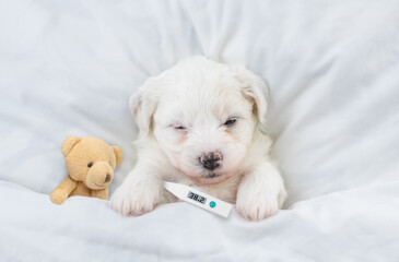 Tiny Bichon Frise puppy sleeps with toy bear and holds thermometer under it paw covered white blanket on a bed at home. Top down view