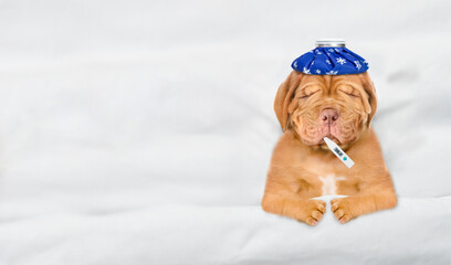 Unhappy sick mastiff puppy with ice bag or ice pack on it head lying on a bed at home with a thermometer in it mouth. Top down view