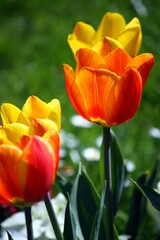 orange tulips