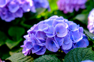 Hydrangea. Close-up view, the beautiful purplish-blue flowers and fresh green leaves in the morning at the garden.