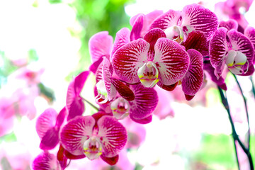 Phalaenopsis, Beautiful fuchsia with white stripes orchid bunch. One of the longest blooming orchid genera, known as the Moth Orchid. Close-up view on orchid garden background.