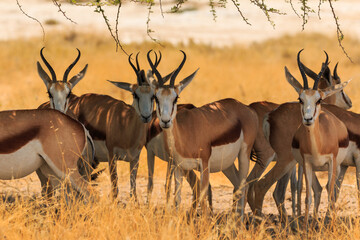 Springbok in natural habitat in Etosha National Park in Namibia.