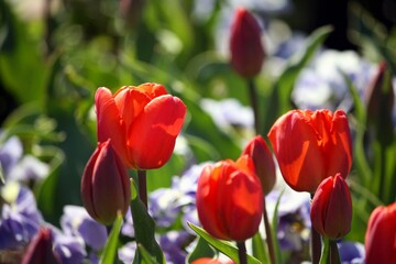 Fototapeta premium orange tulips