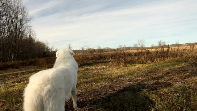 A maremma sheepdog on a small farm in Ontario, Canada. Pets and working dogs in North America.