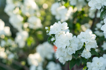 White Jasmine flower with green leaf nature background, fragrant smell good for aroma oil, Satin-wood, Cosmetic bark tree