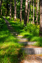 Scenery of concrete steps stairway pathway on the forest slope. Landscape perspective of the stone stairs in the forest surrounded by high pine trees in Regional Park in Lithuania.
