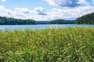 Fototapeta na wymiar Bulrush plants growing on the coast of Asveja lake surrounded by forest. Longest lake in Lithuania located in Asveja Regional Park. Summer season scenery landscape.