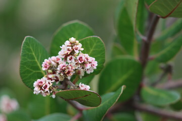 Pink flowering terminal pistillate compound racemose spike inflorescence of Rhus Integrifolia, Anacardiaceae, native gynodioecious evergreen woody shrub in the Santa Monica Mountains, Winter.