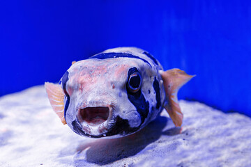 macro photography underwater pufferfish gray