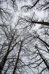 trees in the sky
