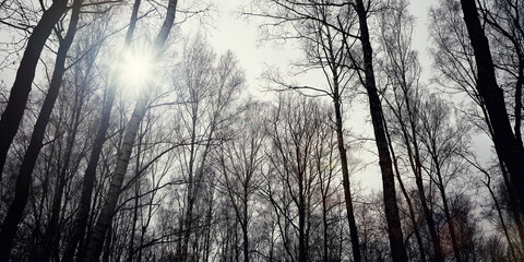 Sun shining through bare tree branches in winter forest