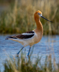 American Avocet Foraging in a Colorado Wetland