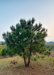 young pine tree on the hills of Meghalaya 