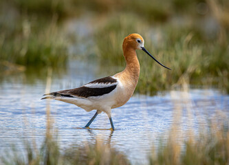 Graceful American Avocet in Colorado Marsh
