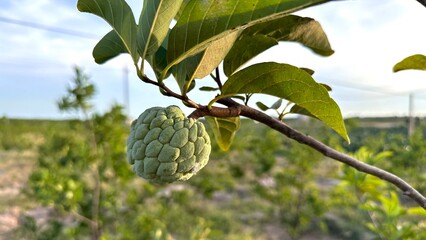 Custard apple tropical exotic fruit. Sugar Apple, Annona, sweetsop. Thai or Vietnam fruit is growing on a branch of tree on natural sky sunny background. 
