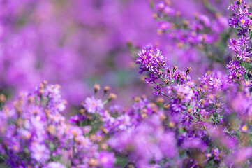 Beautiful purple daisy blooming in the garden, blurred image for background.