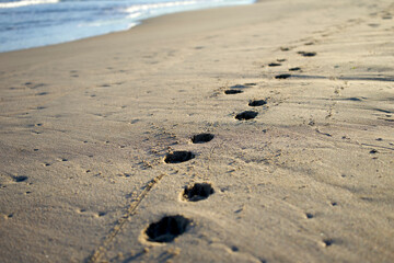 Fototapeta na wymiar Dog beach. Beach with dog paw prints on the sand