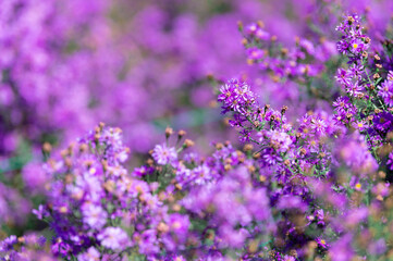 Beautiful purple daisy blooming in the garden, blurred image for background.