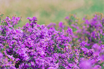 Beautiful purple daisy blooming in the garden, blurred image for background.