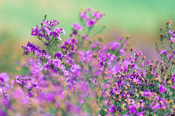 Beautiful purple daisy blooming in the garden, blurred image for background.