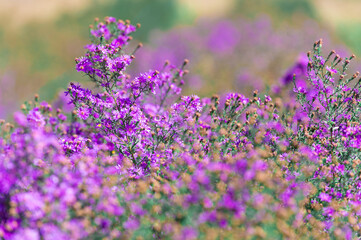 Naklejka premium field of lavender