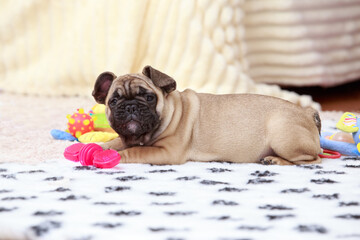 dog breed french bulldog