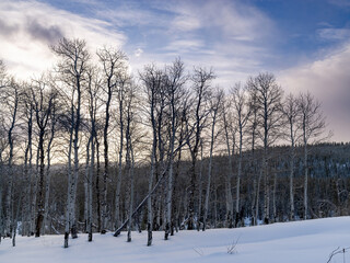 Winter Aspen grove with looming skies above