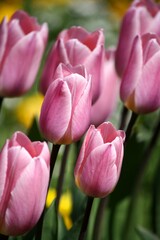 pink tulips