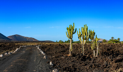 Vulkan Colorado mit Kakteen (Cactaceae), Lanzarote, Kanaren, Spanien, © spuno