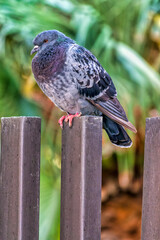 Pigeon