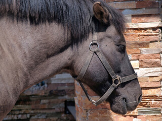 Resting black horse. It has dark fur and a mane.