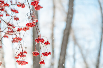 Rowan tree in snow, natural winter background
