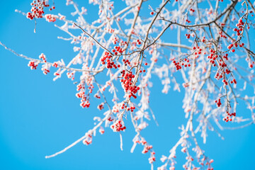 Rowan tree in snow, natural winter background, blue sky