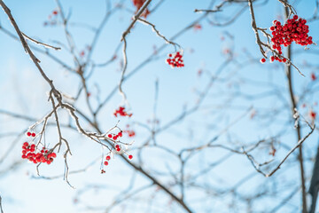 Rowan tree in snow, natural winter background
