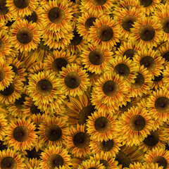 Background of sunflower. A surface used for design.