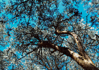 pine tree 
