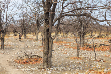 Oryx in natural habitat in Etosha National Park in Namibia.