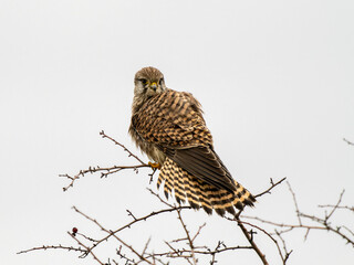 Kestrel Perched on a Branch