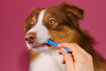 Owner's hands hold muzzle of Australian Shepherd and brush dog's teeth with special brush and paste. Pink background. Concept of pet care. Advertising of grooming salon or veterinary clinic.