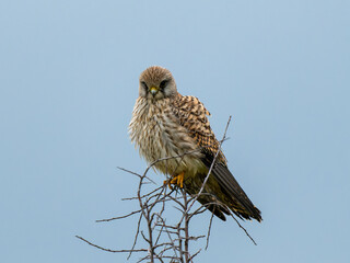 Kestrel Perched on a Branch