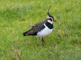 Lapwing Standing in Grass 