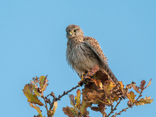 Kestrel Perched on a Branch