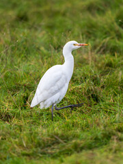 Cattle Egret Searching For Food