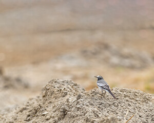 A White wagtail on sand dune