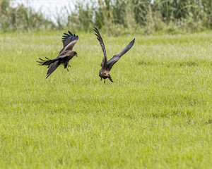 A fight in air black kites